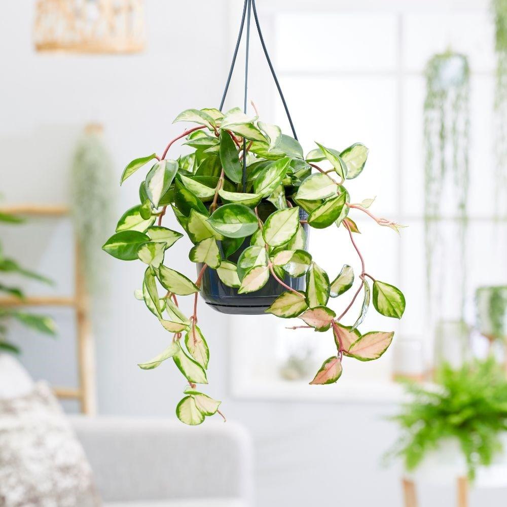 Hoya carnosa Tricolor Ø14 cm | Altezza 30 35 cm