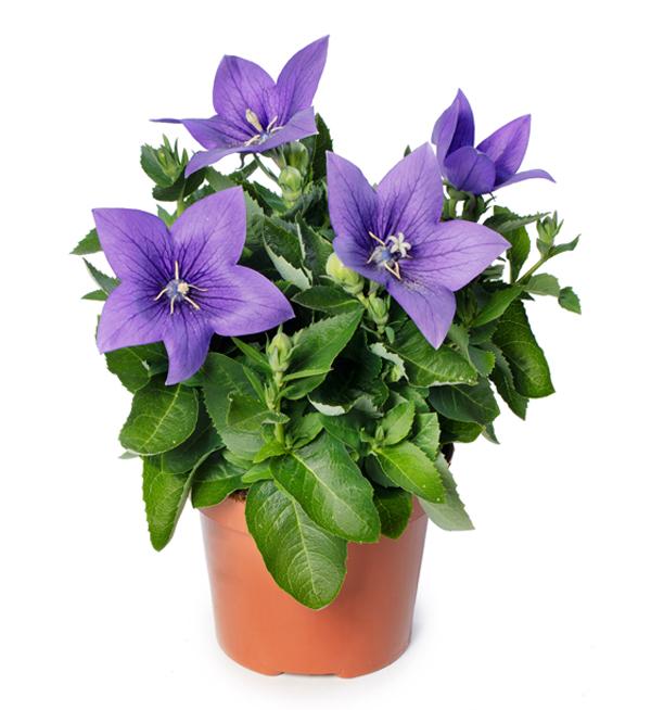 Platycodon Campanula Grandiflora vaso 14