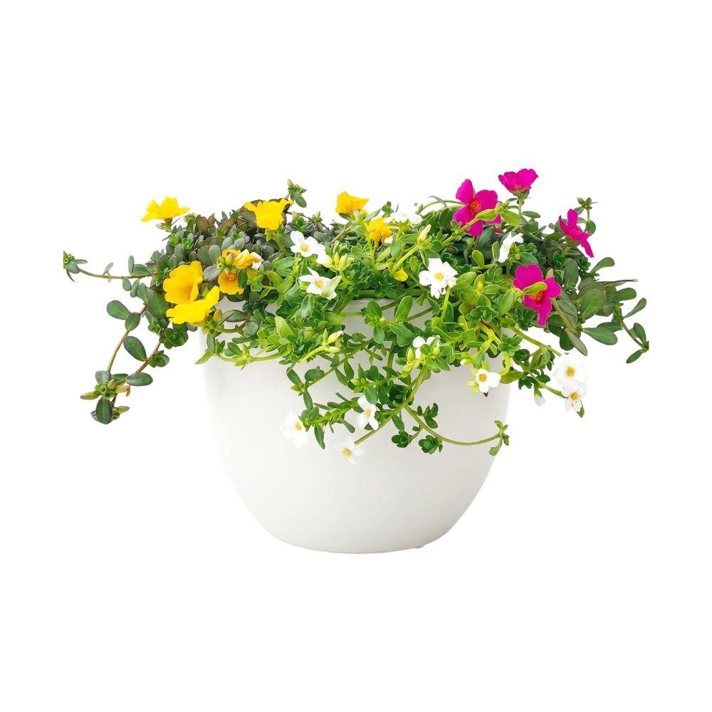 Portulaca Tris 1 vaso 14 cm