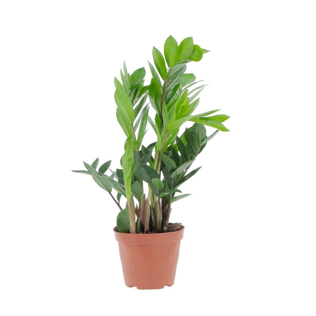 Zamioculcas (Pianta di Padre Pio) vaso 15 cm | Pianta da interno resistente