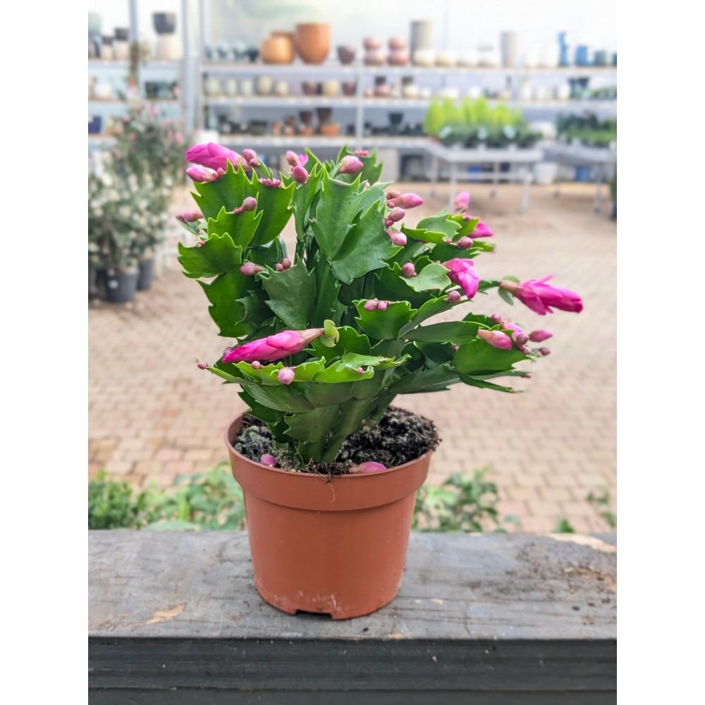 Cactus di Natale | Schlumbergera vaso 13 cm