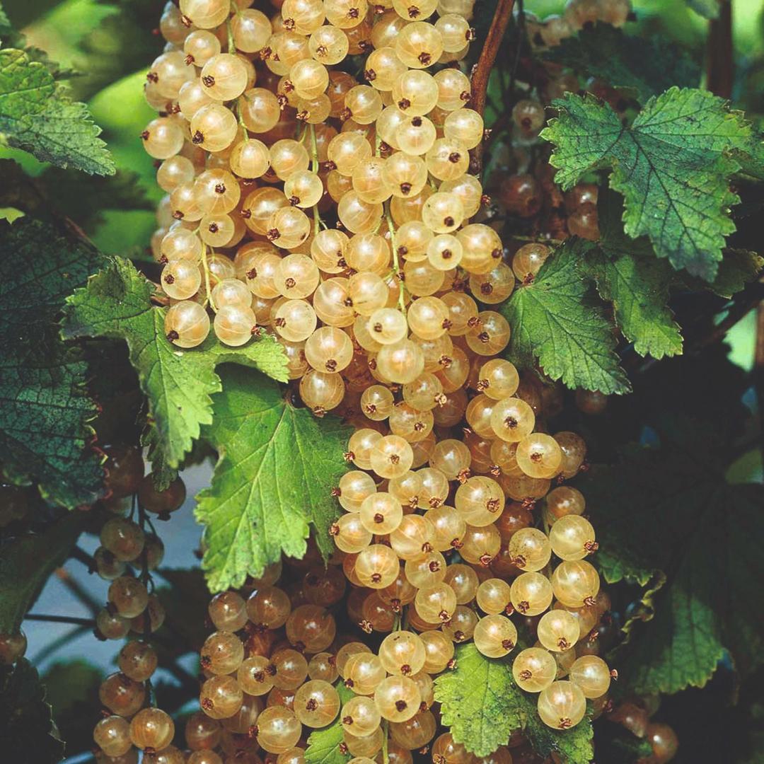 Ribes Bianco Zitavia 6 litri