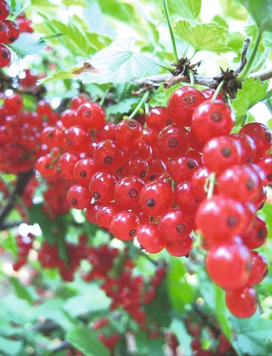 Ribes Rosso Junifer vaso da 6 litri