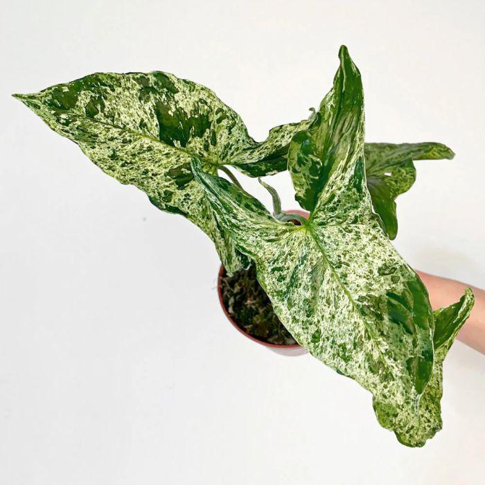 Syngonium Mottled vaso 12 cm