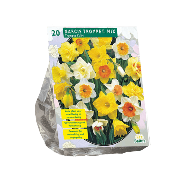 Bulbi NarcisoTrompet Mix x20