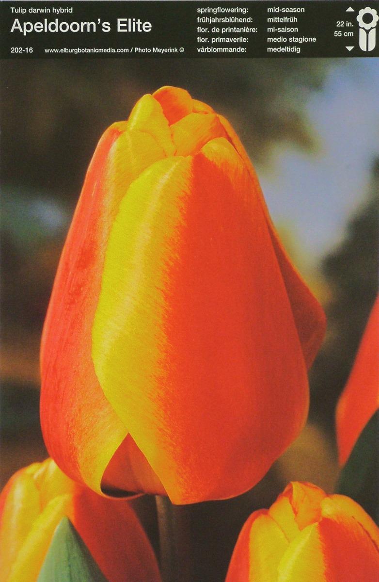 Bulbo Tulipano Darwin Hybrid Apeldoorn's Elite