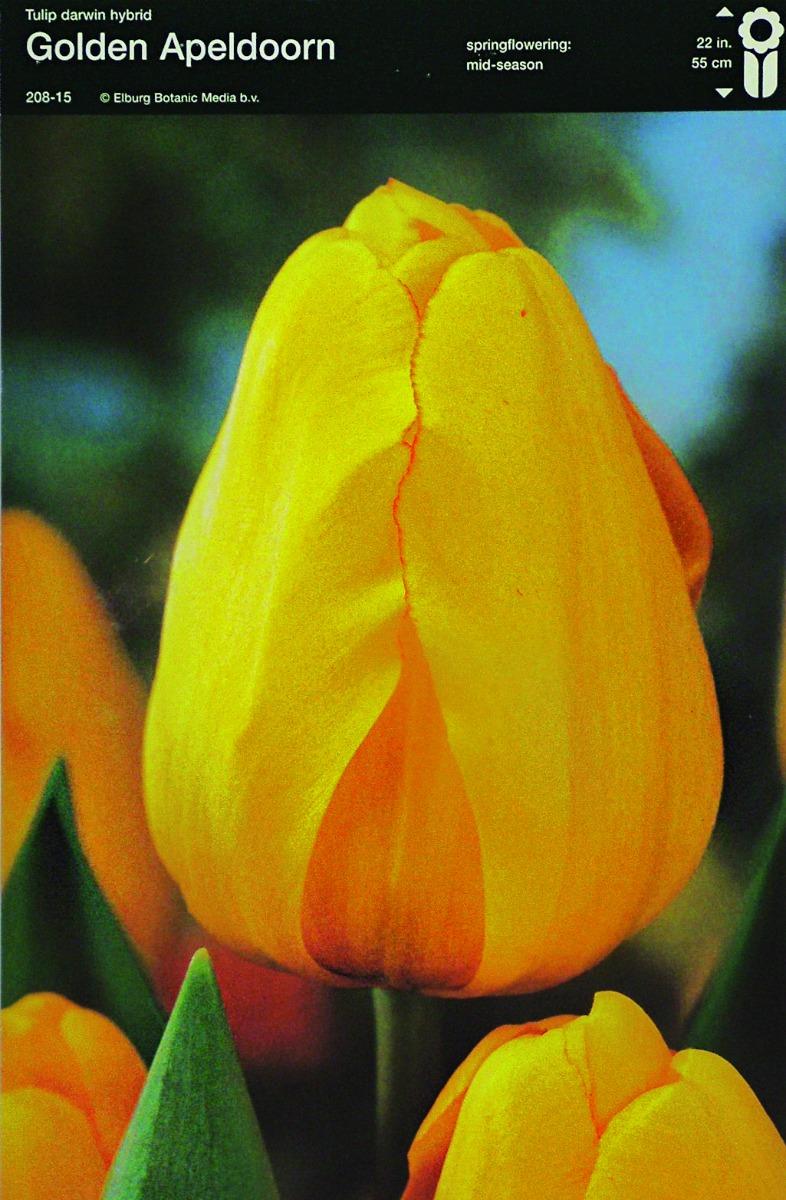Bulbo Tulipano Darwein Hybrid Golden Apeldoorn