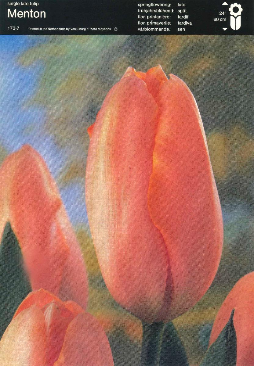 Bulbo Tulipano Menton