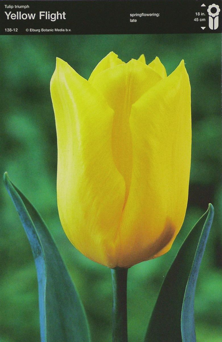 Bulbo Tulipano Yellow Flight