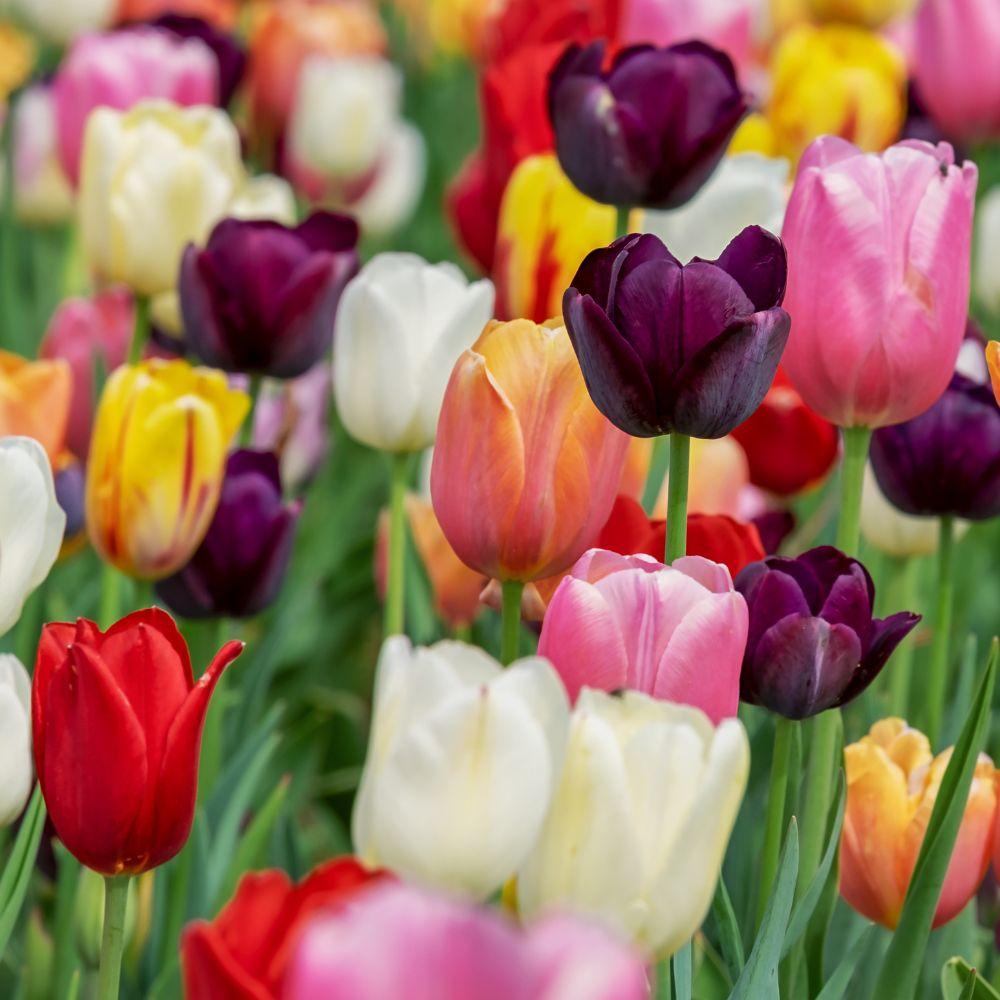 Tulipani Mixed assortiti