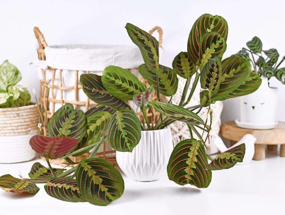 Maranta leuconeura vaso diam. 12 cm