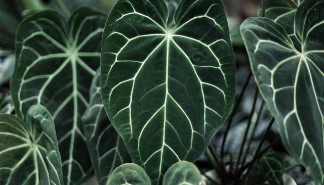 Anthurium crystallinum
