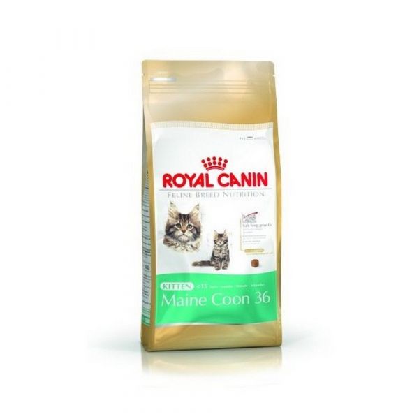 Royal canin maine coon 31 secco gatto kg. 2