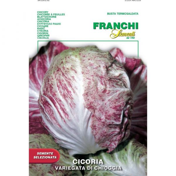 Semente selezionata cicoria variegata di chioggia