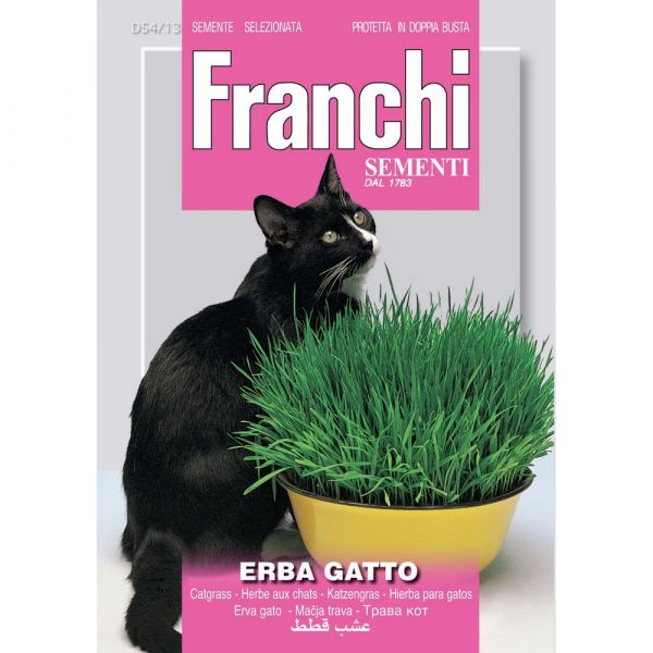 Semente aromatica erba gatto