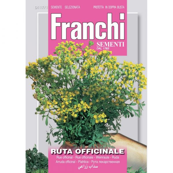 Semente aromatica ruta officinale