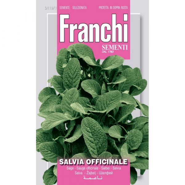 Semente aromatica salvia officinale