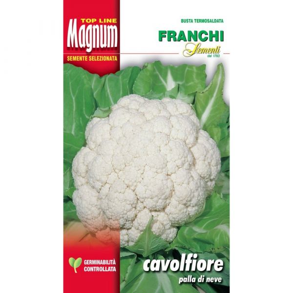 Semente magnum cavolfiore palla di neve