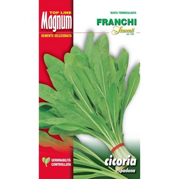 Semente magnum cicoria spadona