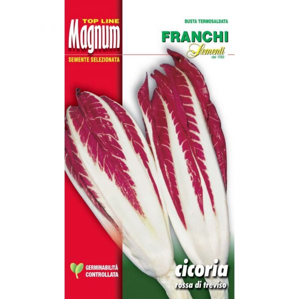 Semente magnum cicoria rossa di treviso