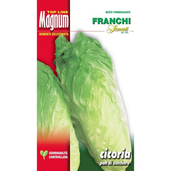 Semente magnum cicoria pan di zucchero