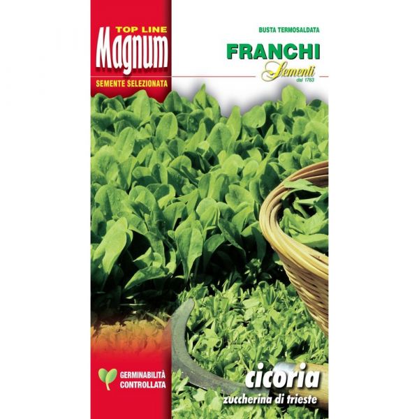 Semente magnum cicoria zuccherina di trieste