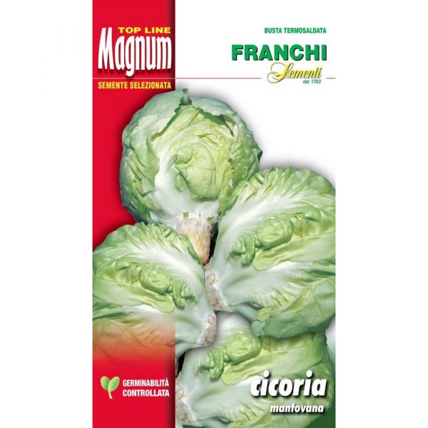 Semente magnum cicoria mantovana