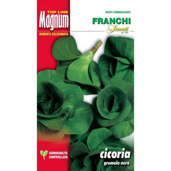 Semente magnum cicoria grumolo nero