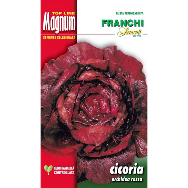 Semente magnum cicoria orchidea rossa