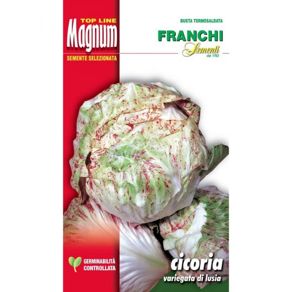 Semente magnum cicoria variegata di lusia