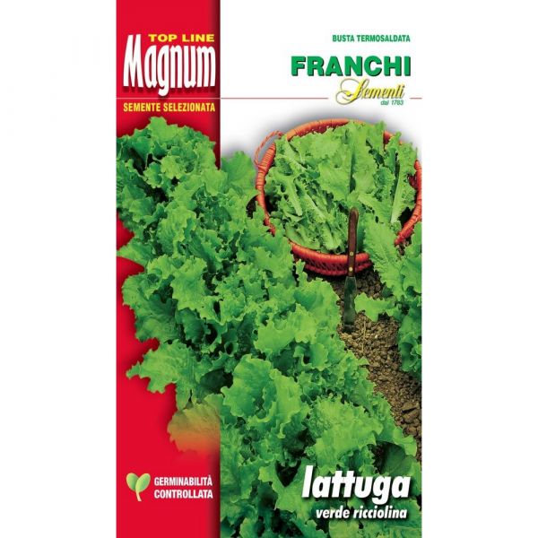 Semente magnum lattuga verde ricciolina