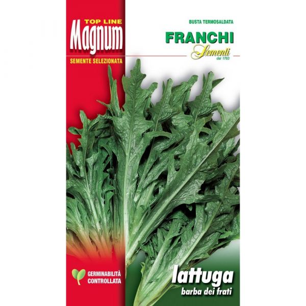 Semente magnum lattuga barba dei frati