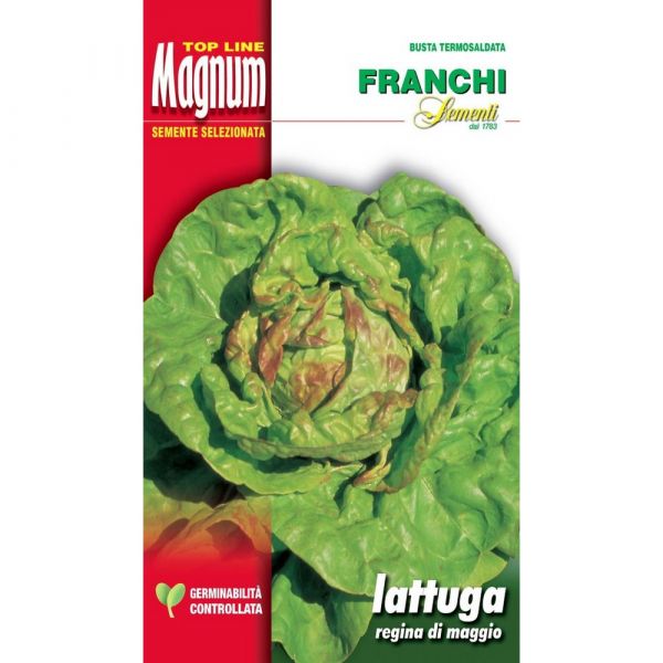 Semente magnum lattuga regina di maggio