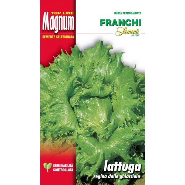Semente magnum lattuga regina delle ghiacciole