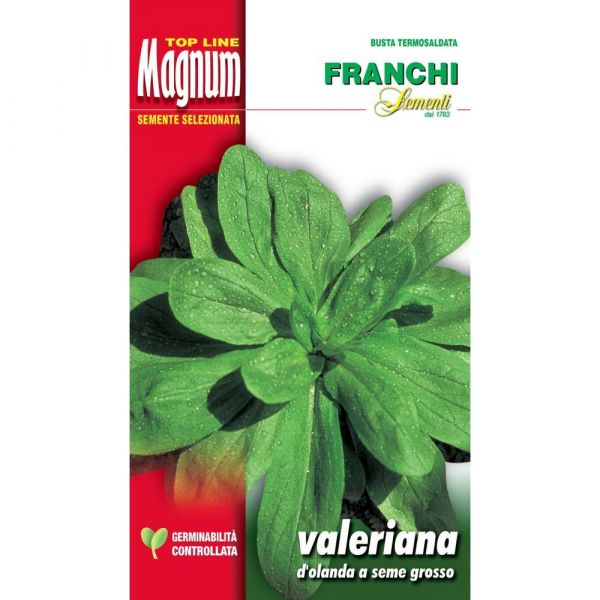 Semente magnum valeriana d'olanda a seme grosso