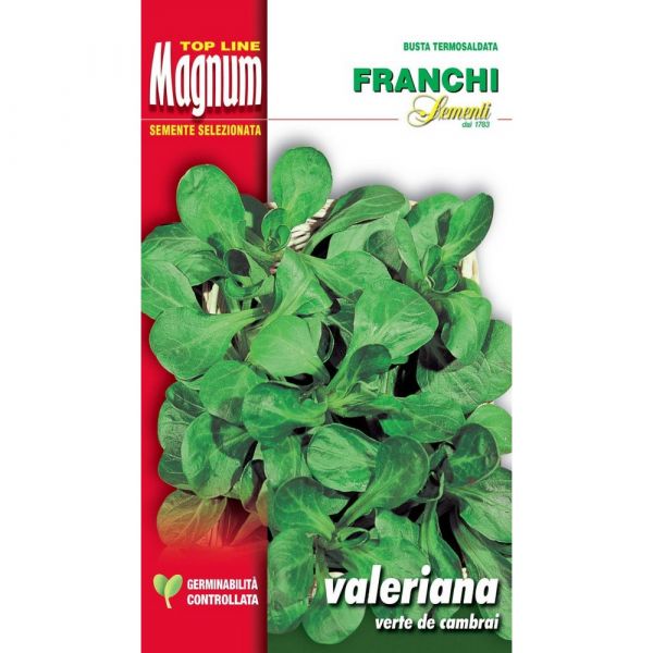 Semente magnum valeriana verte de cambrai