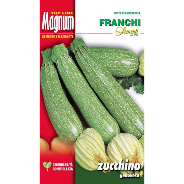 Semente magnum zucchino genovese