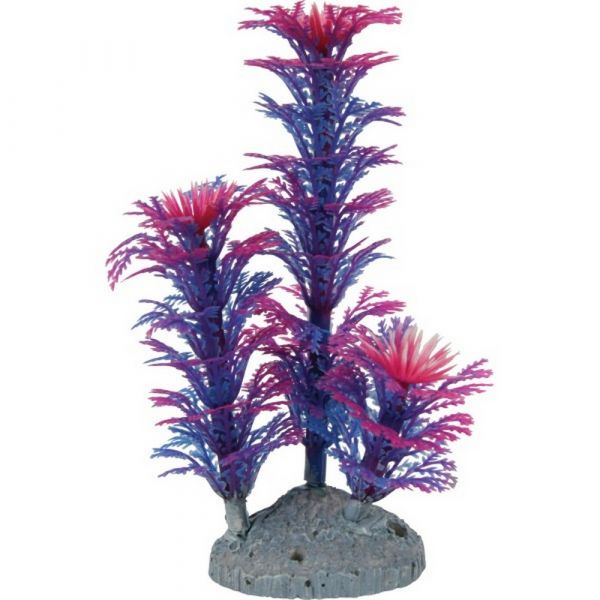 Pianta color plant