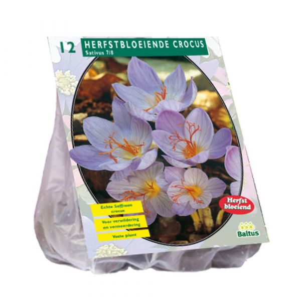 Crocus sativus (zafferano)