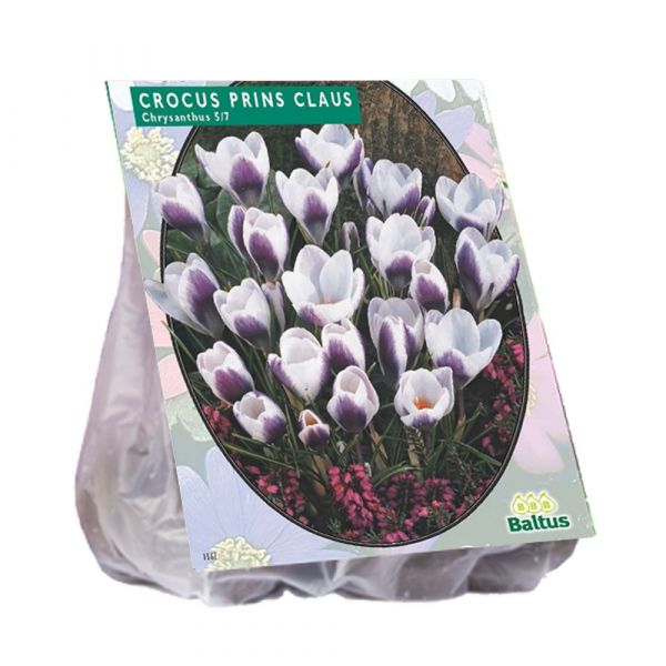 Crocus prins claus