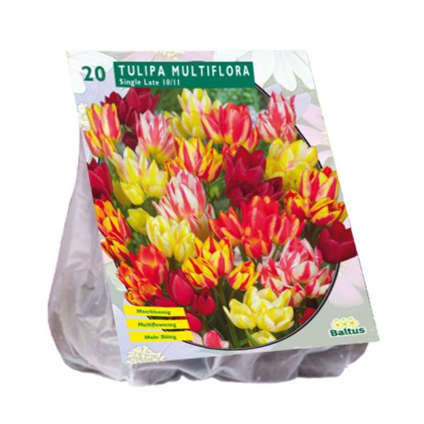 Tulipani multiflora assortiti