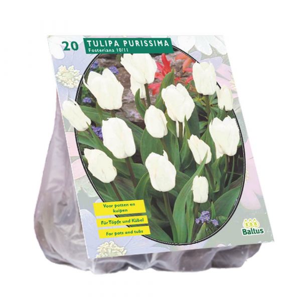 Tulipani fosteriana purissima