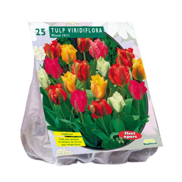 Tulipani viridiflora assortiti