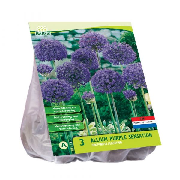 Allium aflatunense purple sensation