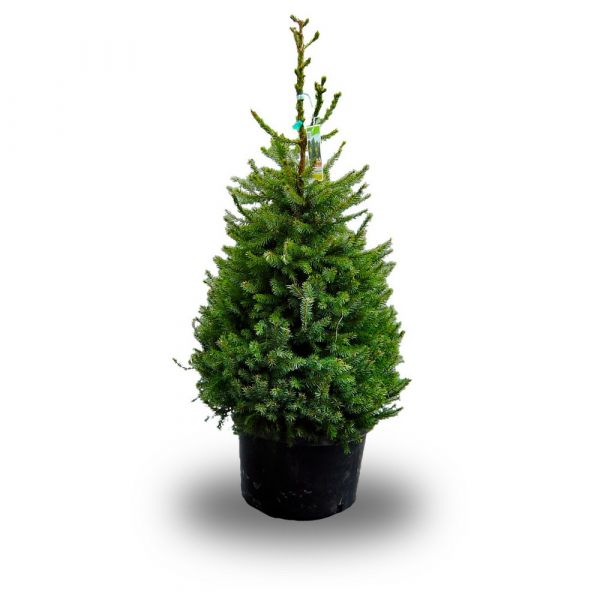 Picea Omorika albero vero 80-100