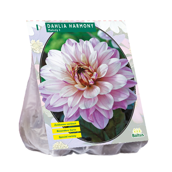 Dahlia harmony