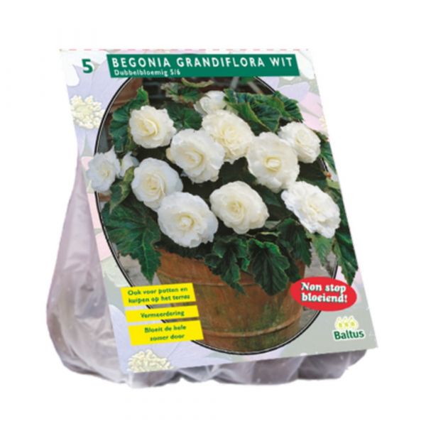 bulbi-begonia-bianca