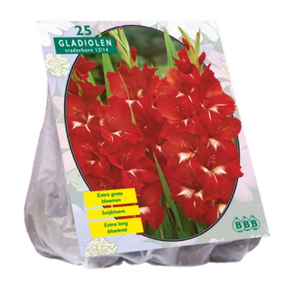 Bulbi Gladiolus traderhorn