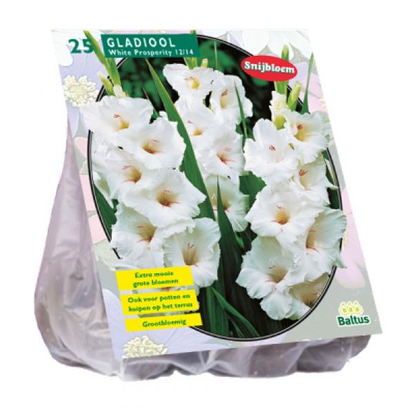 bulbi-gladiolus-white-prosperity