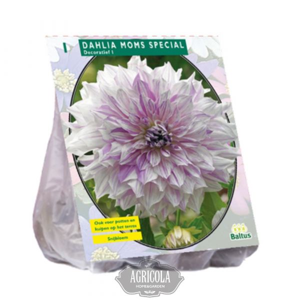 Dahlia decoratief mom's specia